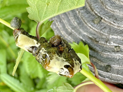 オカモトトゲエダシャクの幼虫
