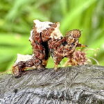 オカモトトゲエダシャクの幼虫