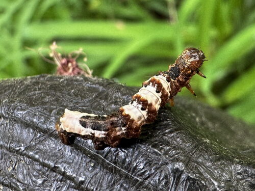 オカモトトゲエダシャクの幼虫