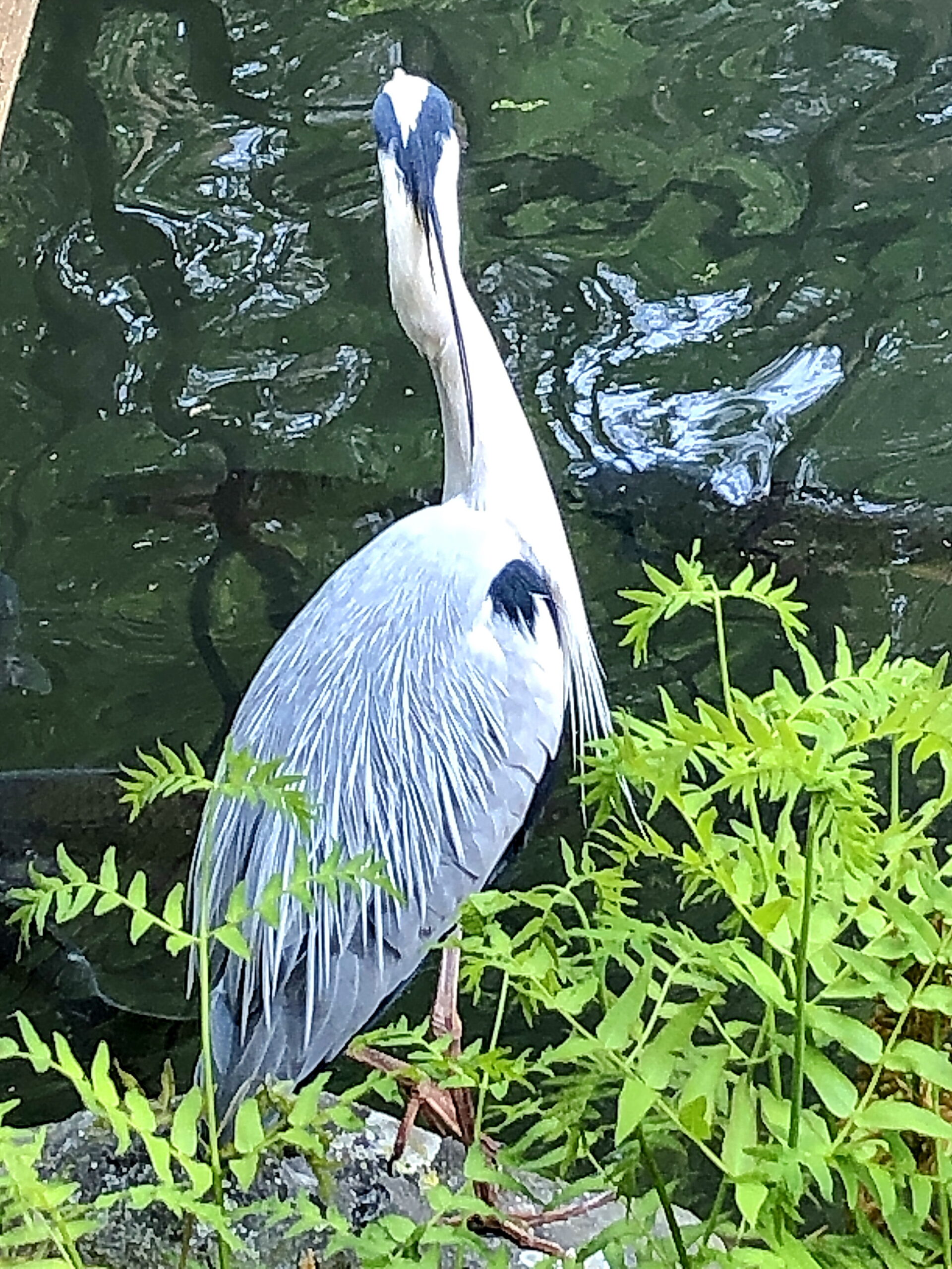 アオサギ 蒼鷺 ペリカン目 サギ科 留鳥