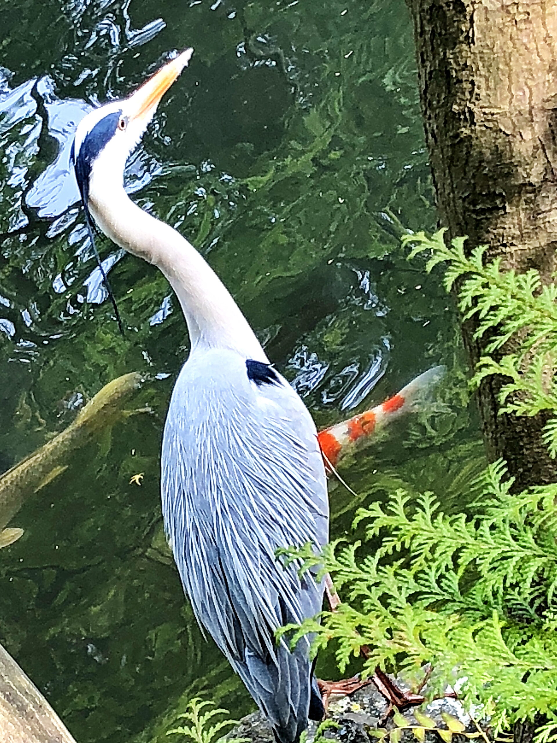 アオサギ 蒼鷺 ペリカン目 サギ科 留鳥