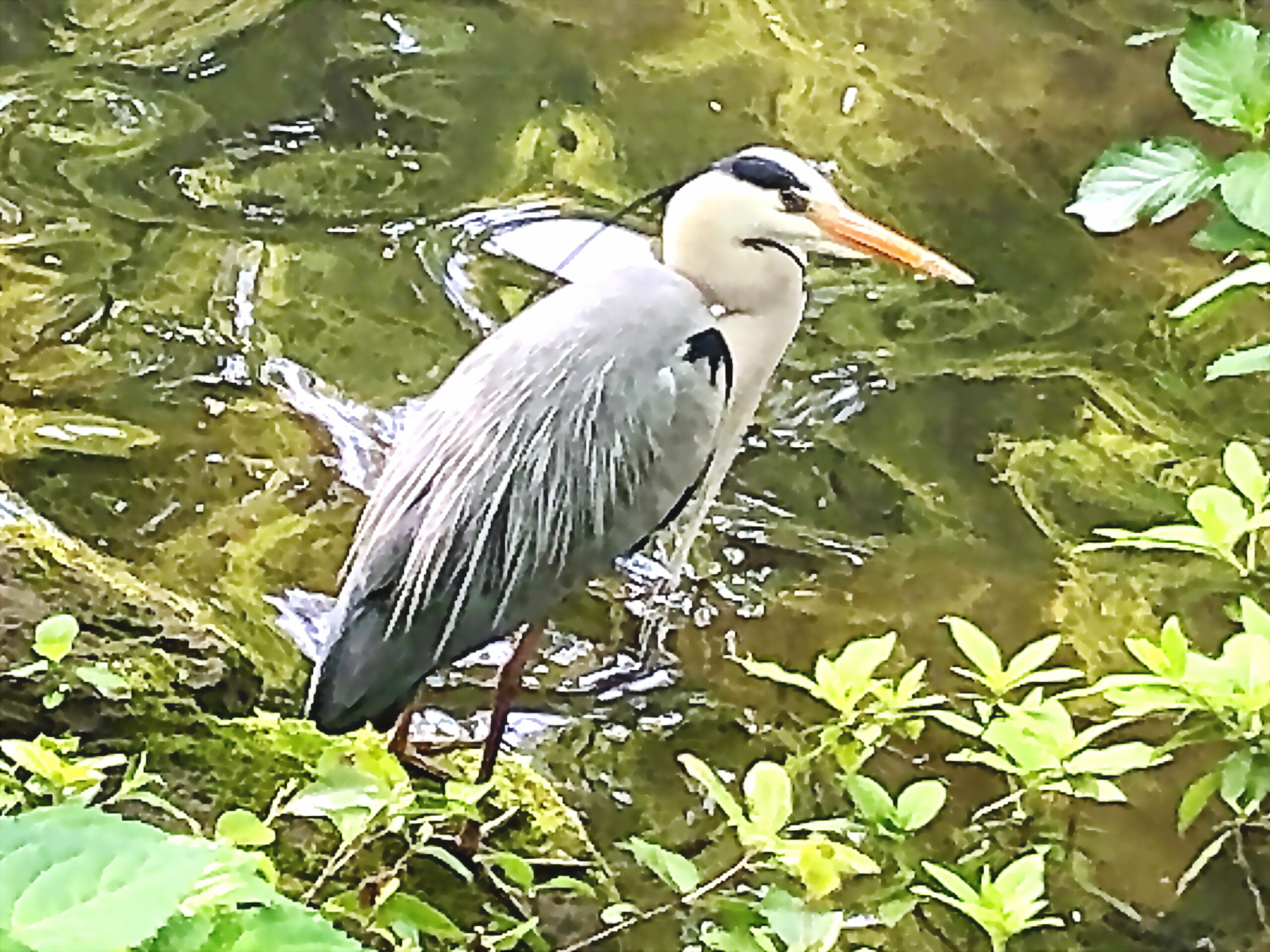アオサギ 蒼鷺 ペリカン目 サギ科 留鳥