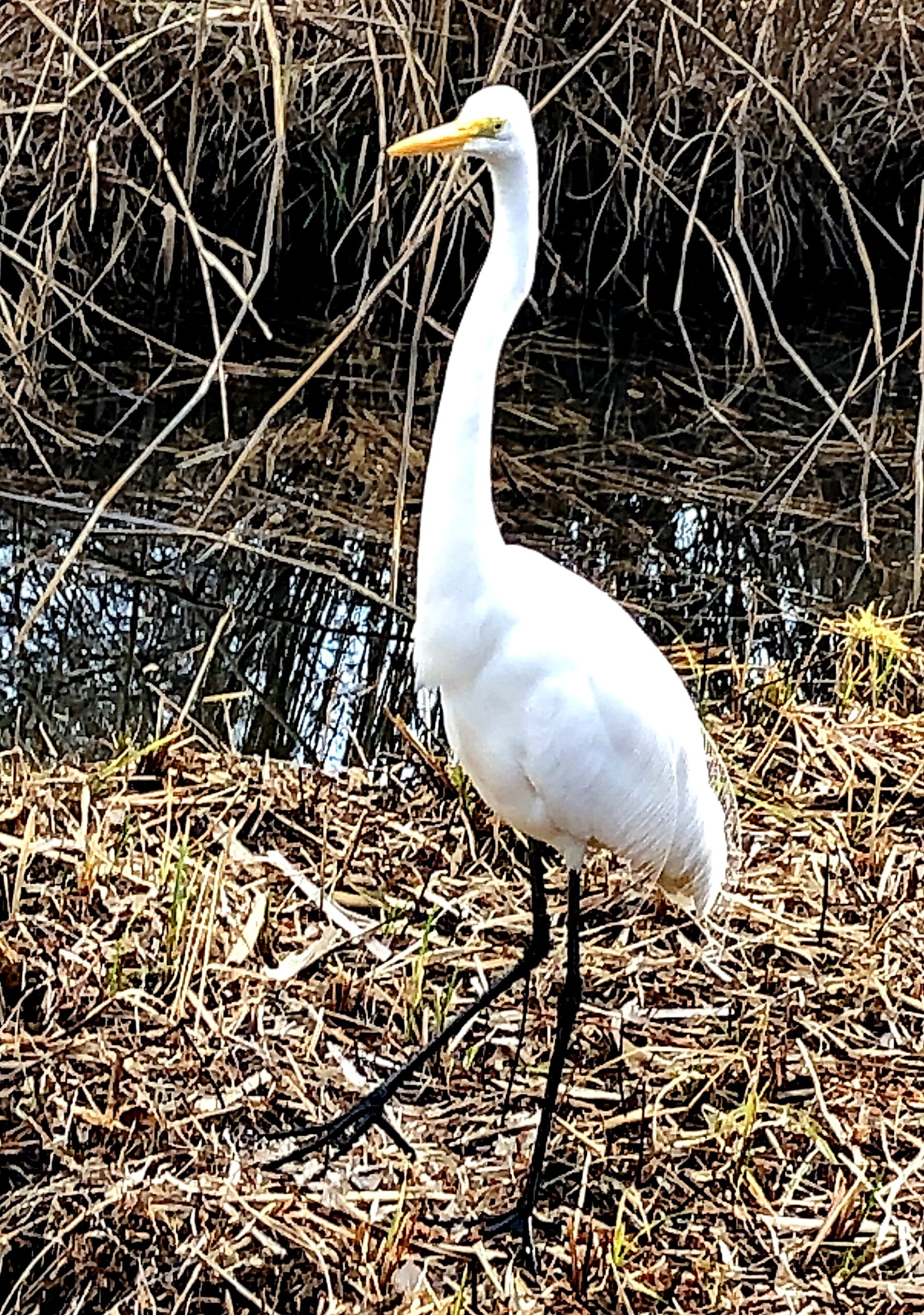 ダイサギとコサギ 奥行き１ｍの果樹園