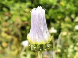 アークトチス・グランディスの花