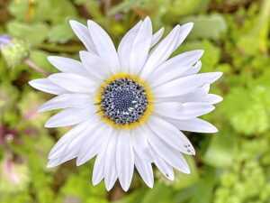 アークトチス・グランディスの花