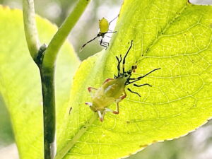 キバラヘリカメムシ 黄腹縁亀虫 カメムシ目 ヘリカメムシ科 不完全変態 ニシキギ科