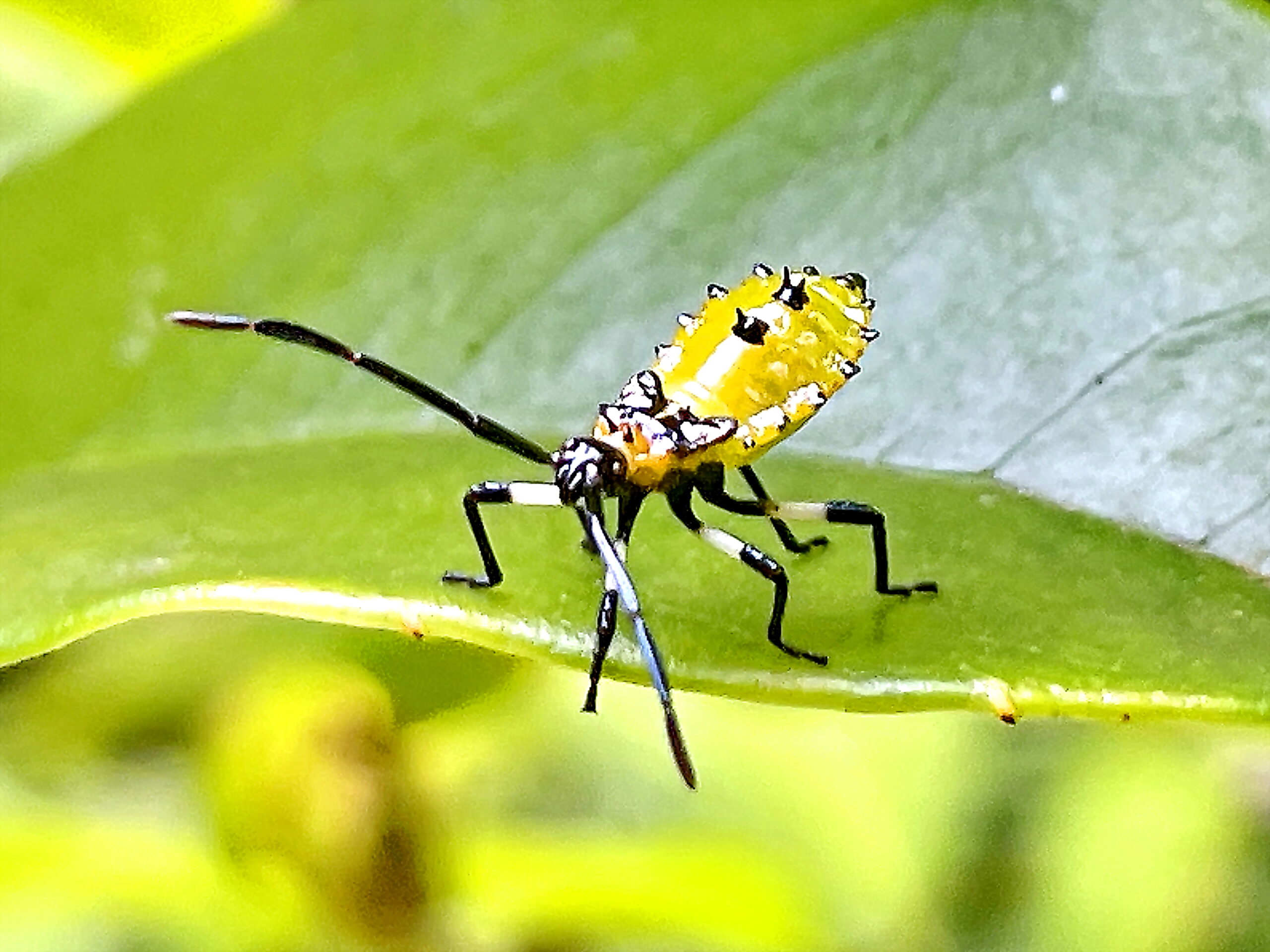 キバラヘリカメムシ 黄腹縁亀虫 カメムシ目 ヘリカメムシ科 不完全変態 ニシキギ科 キバラヘリカメムシ 黄腹縁亀虫 カメムシ目 ヘリカメムシ科 不完全変態 ニシキギ科