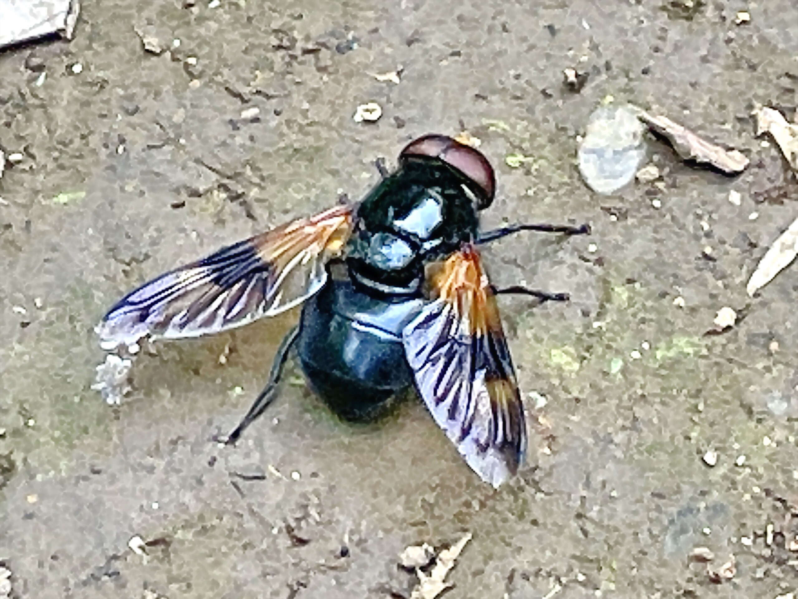 クロベッコウハナアブ 黒鼈甲花虻 ハエ目 ハナアブ科