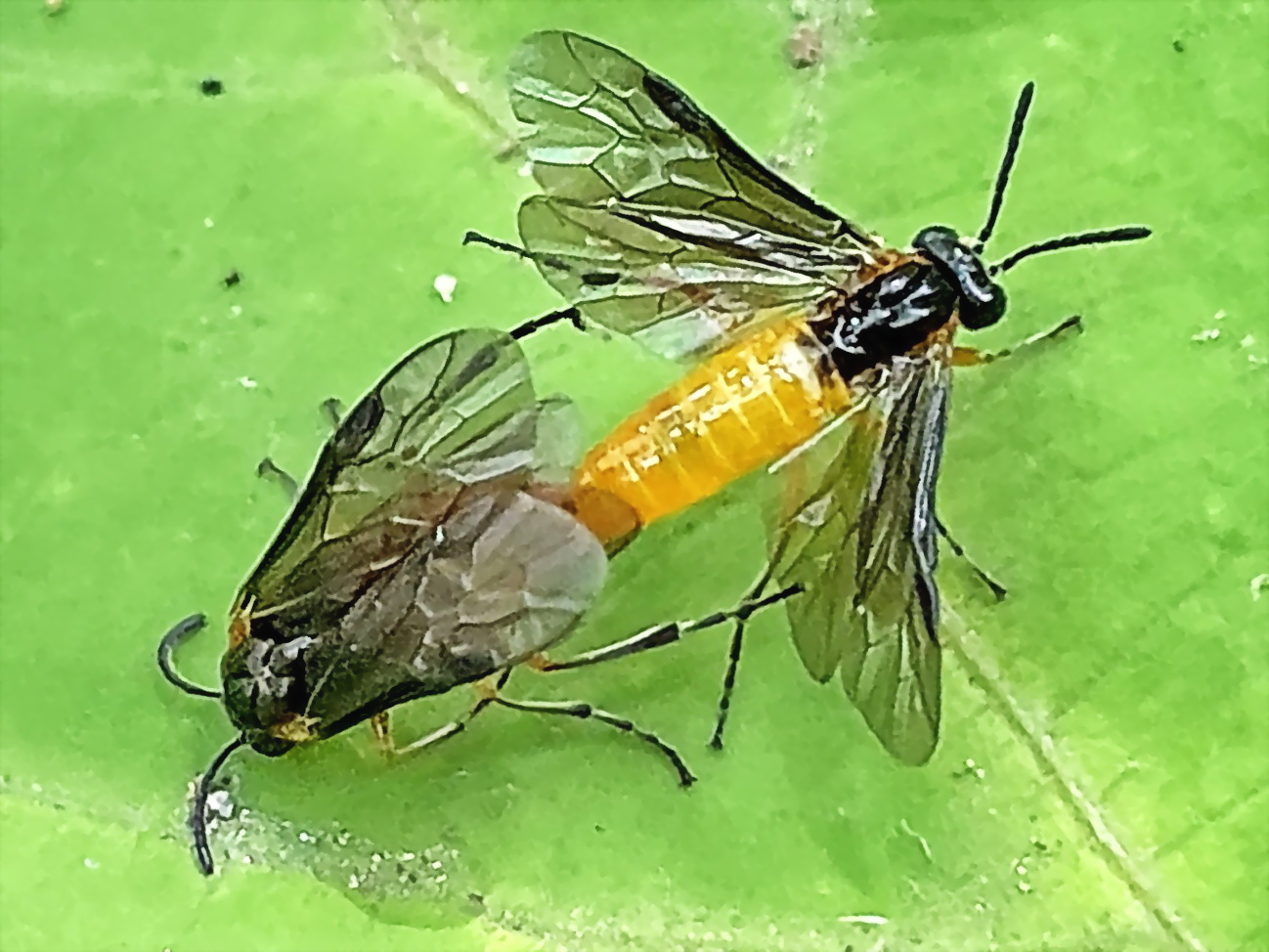 セグロカブラハバチ 膜翅目 ハバチ科 アブラナ科の植物 クサギ