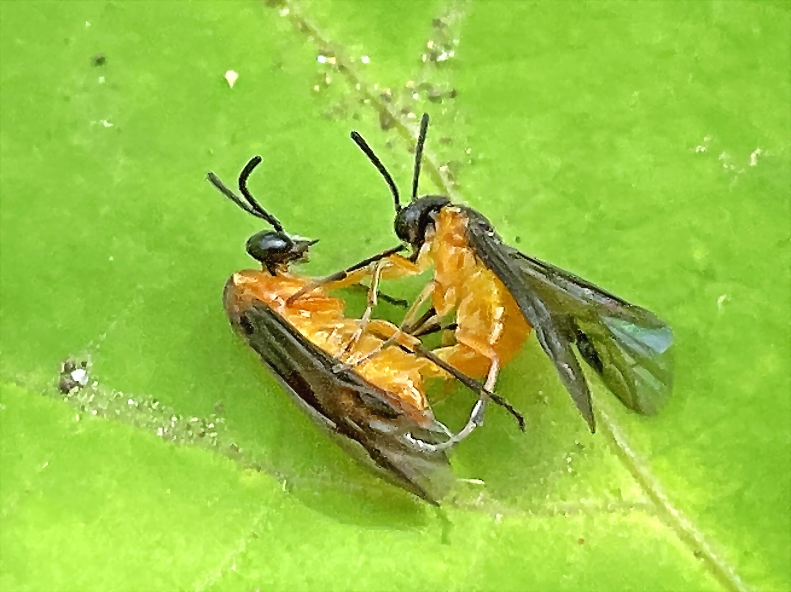 セグロカブラハバチ 膜翅目 ハバチ科 アブラナ科の植物 クサギ