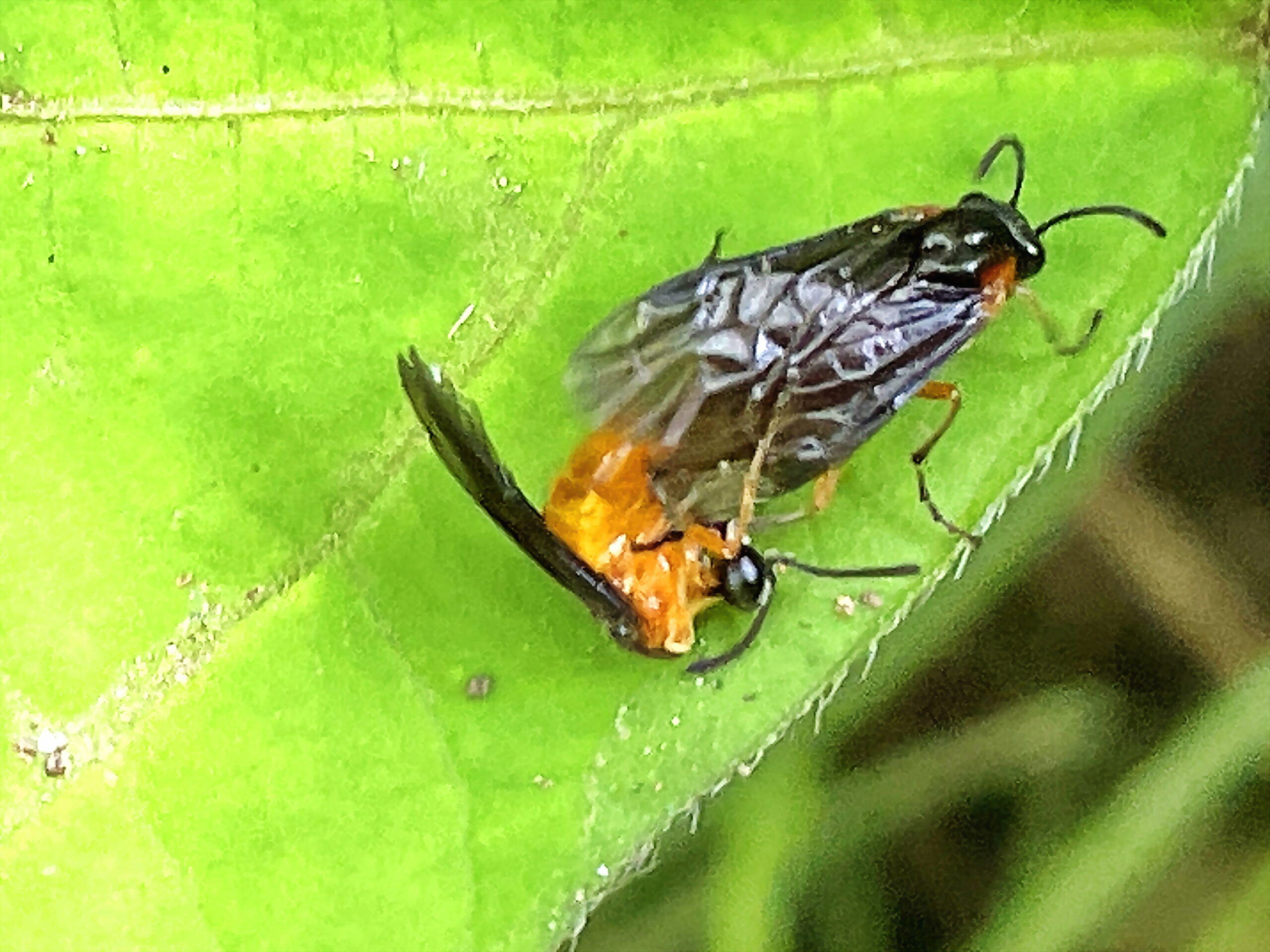 セグロカブラハバチ 膜翅目 ハバチ科 アブラナ科の植物 クサギ