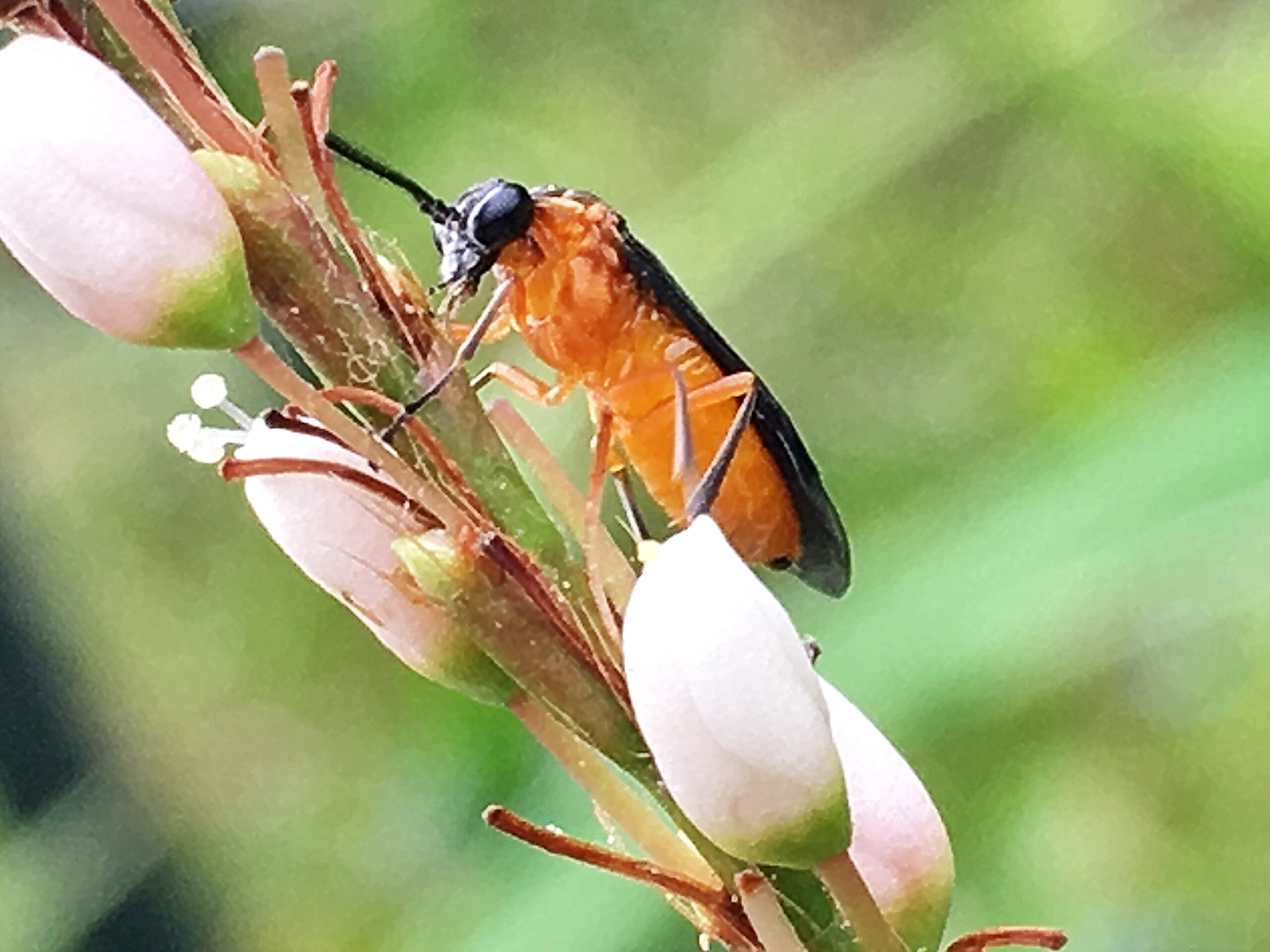 セグロカブラハバチ 膜翅目 ハバチ科 アブラナ科の植物 クサギ