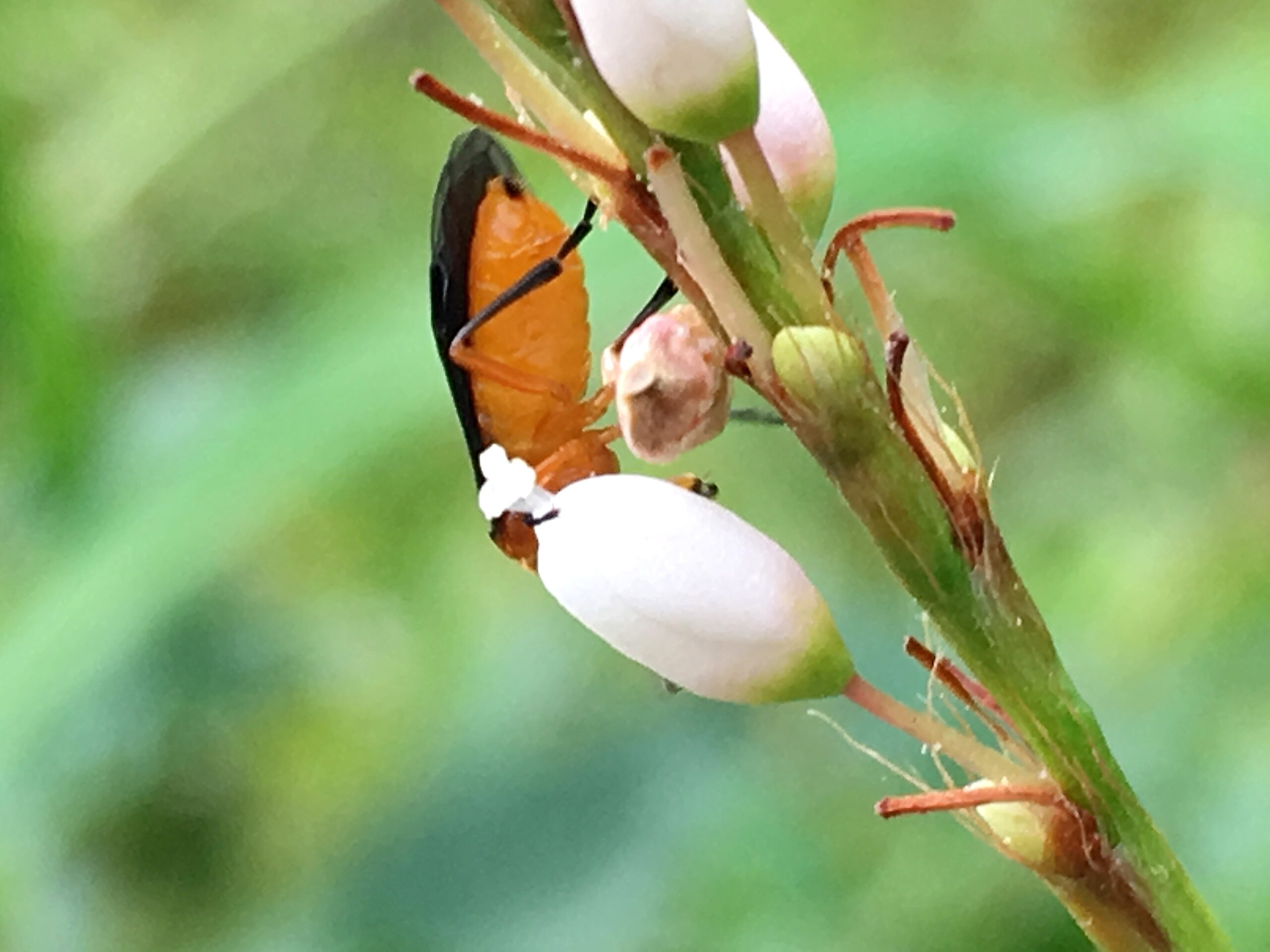 セグロカブラハバチ 膜翅目 ハバチ科 アブラナ科の植物 クサギ