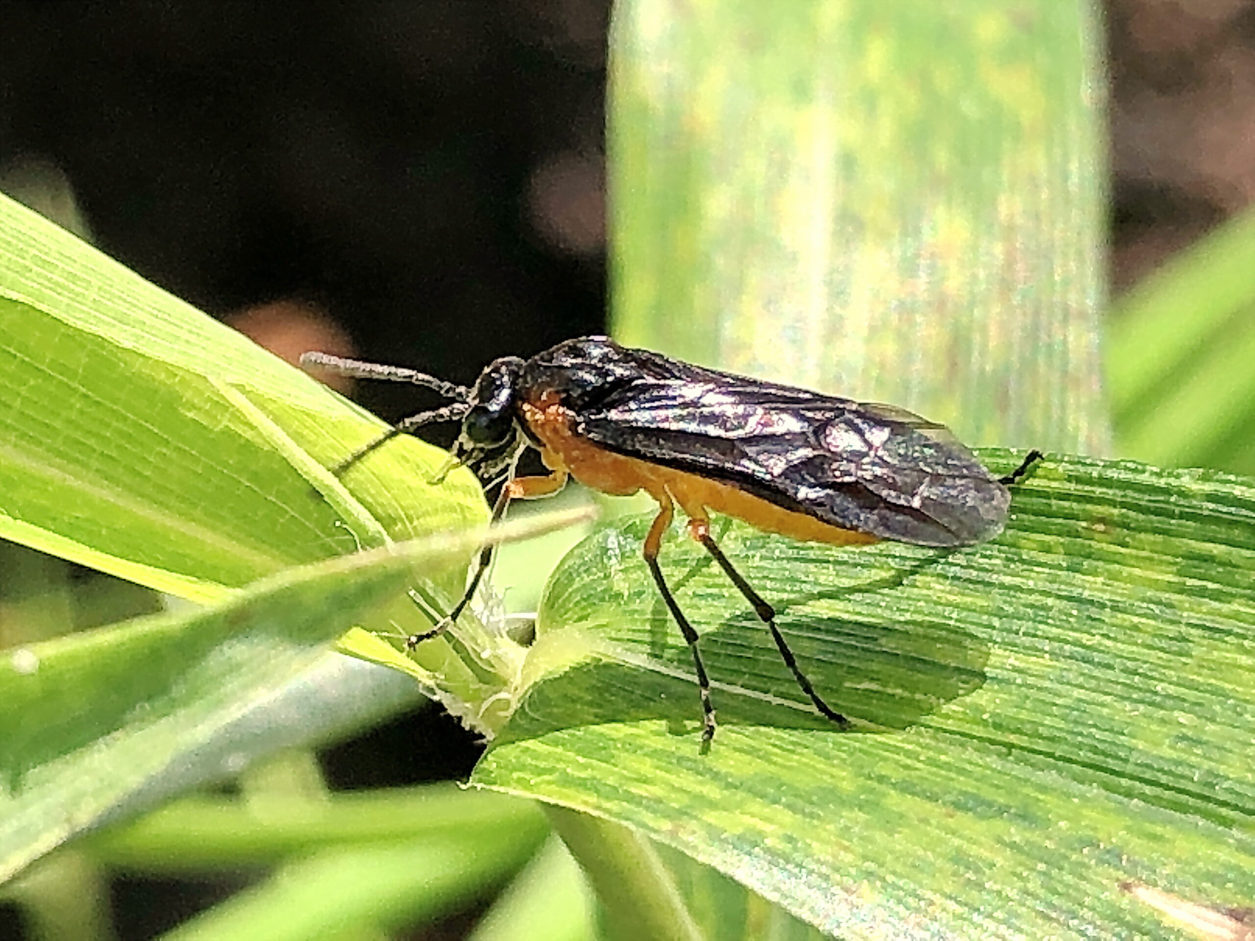 セグロカブラハバチ 膜翅目 ハバチ科 アブラナ科の植物 クサギ