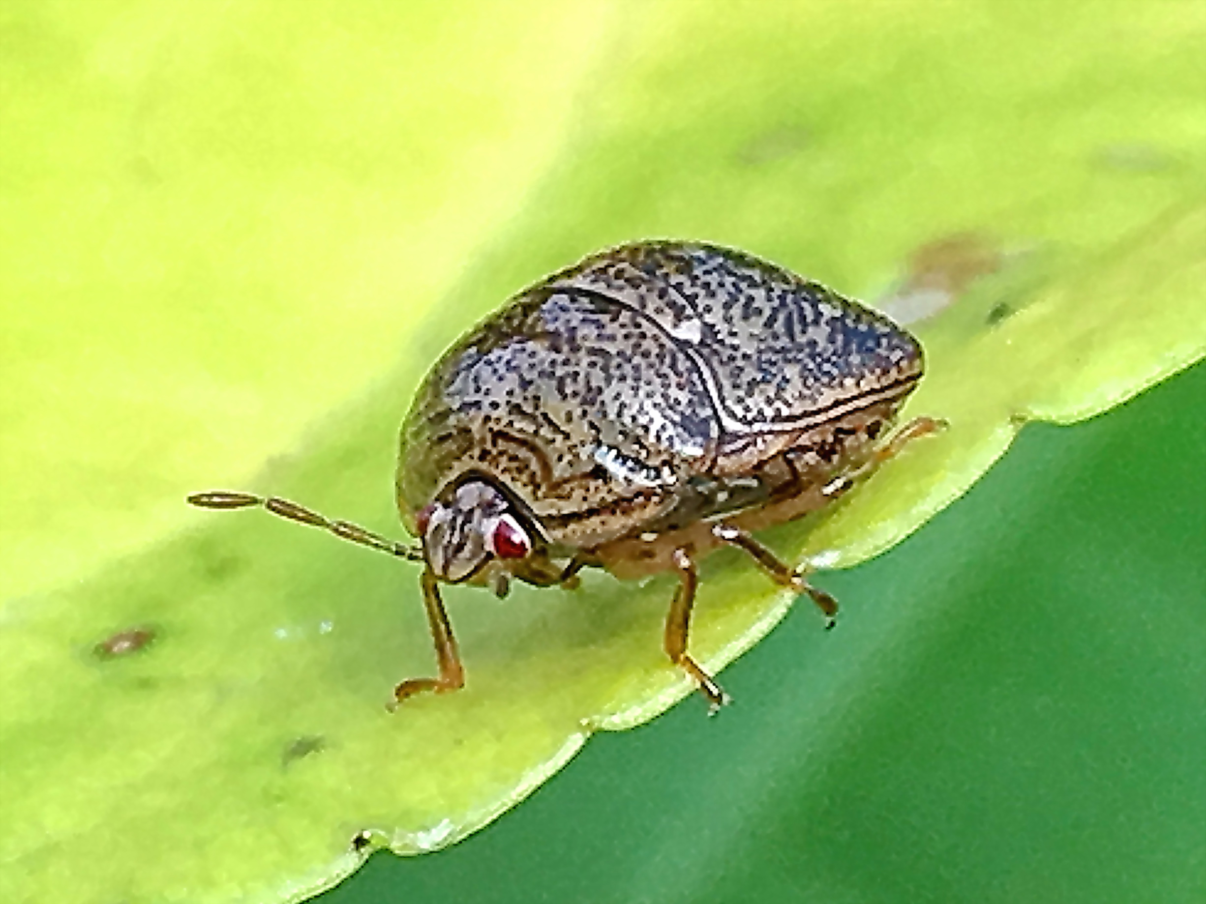 マルカメムシカメムシ目 カメムシ目 マルカメムシ科