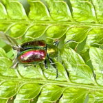 アカガネサルハムシ