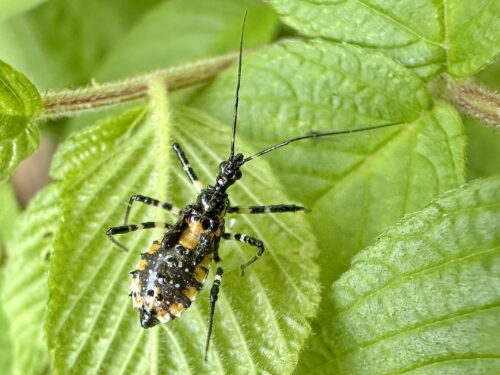 シマサシガメの５齢幼虫