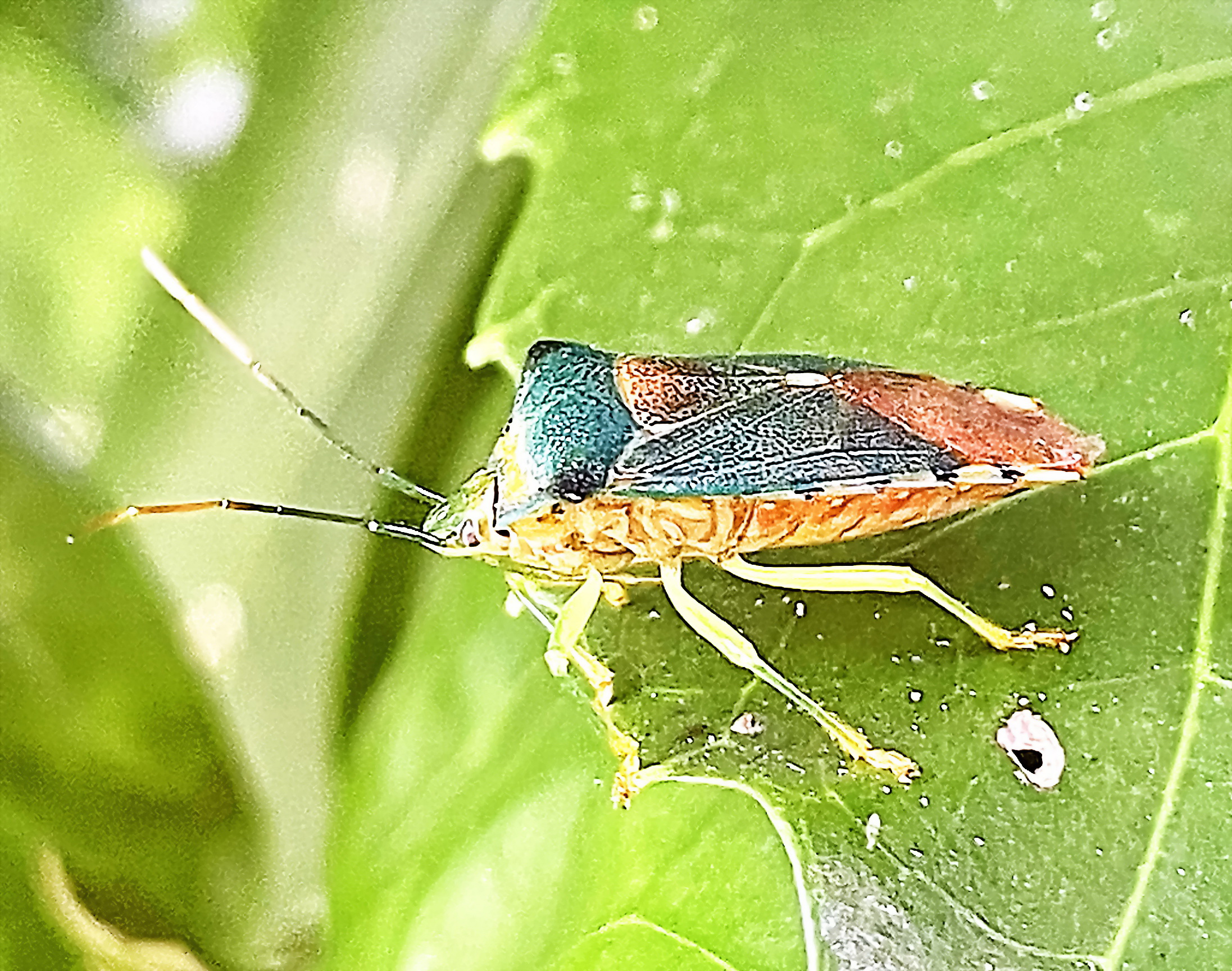 セアカツノカメムシ カメムシ目 ツノカメムシ科 不完全変態