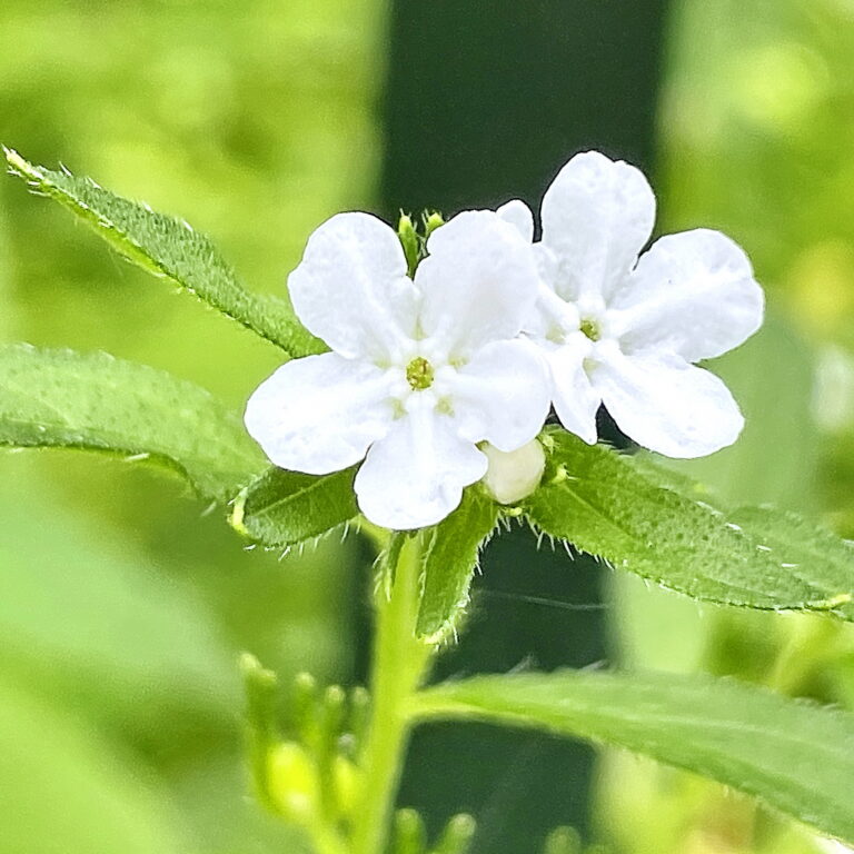 ムラサキ科~ムラサキ(紫草) - 奥行き1mの果樹園