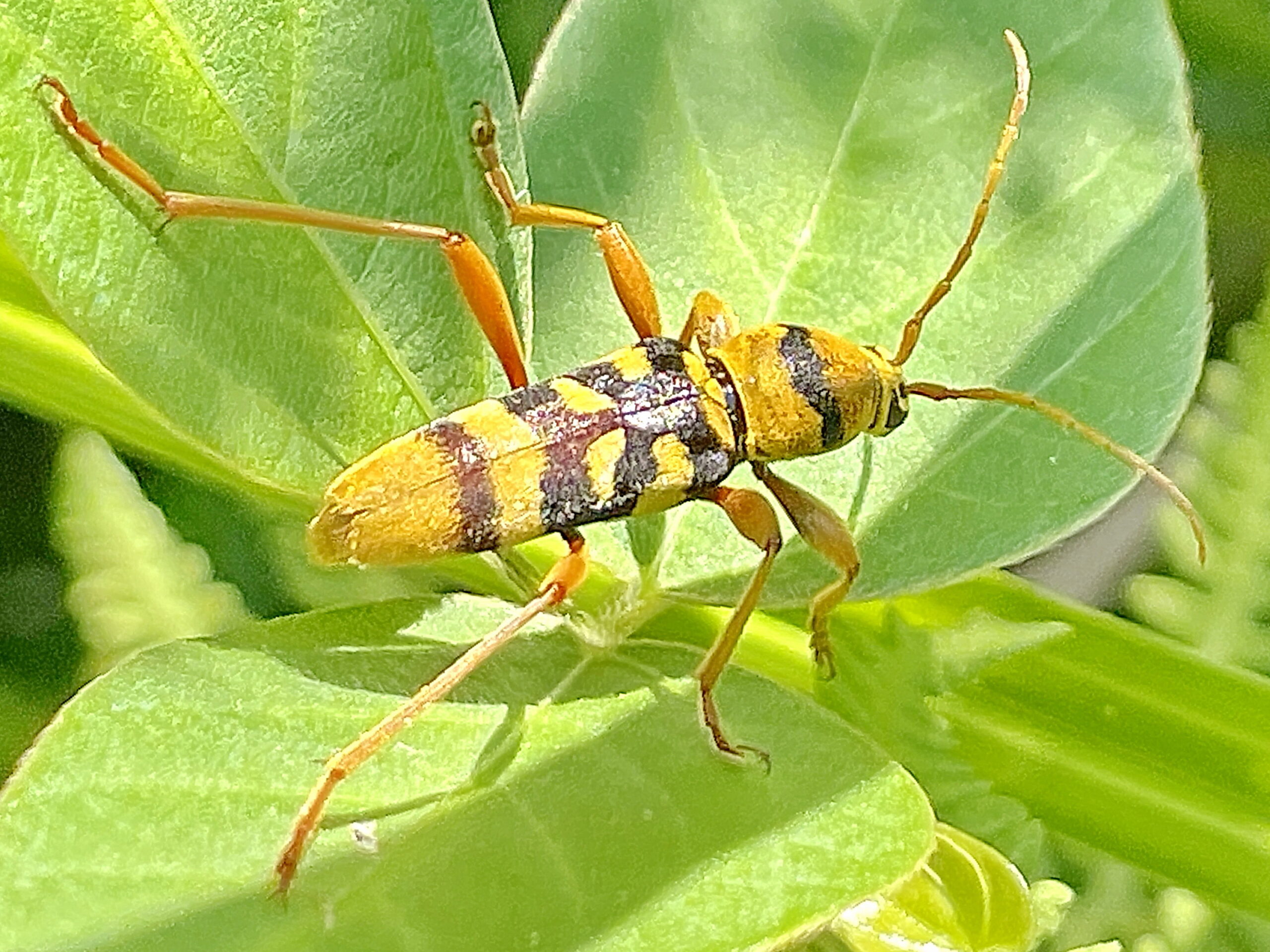 ヨツスジトラカミキリ 四條虎天牛 甲虫目 カミキリムシ科