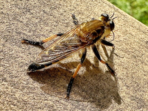 シオヤアブ♀