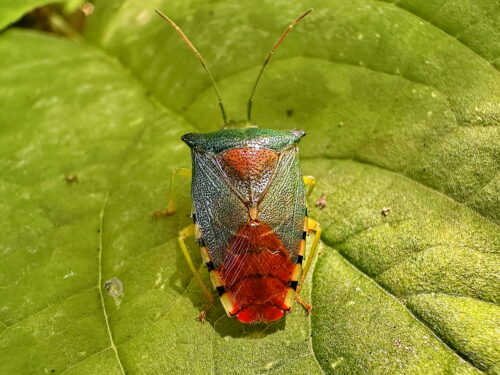 セアカツノカメムシ♀