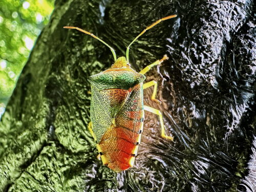 セアカツノカメムシ♀