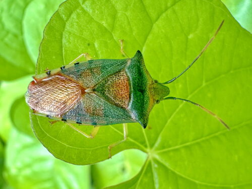 セアカツノカメムシ♀