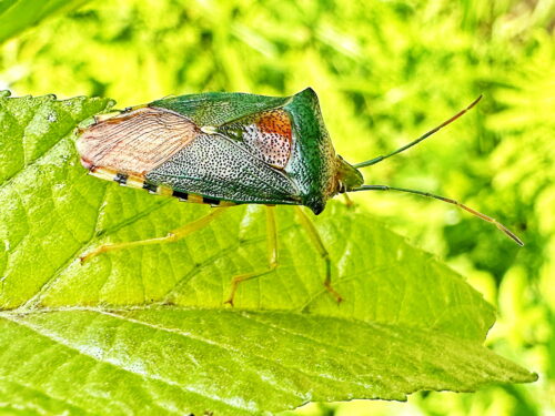 セアカツノカメムシ♀