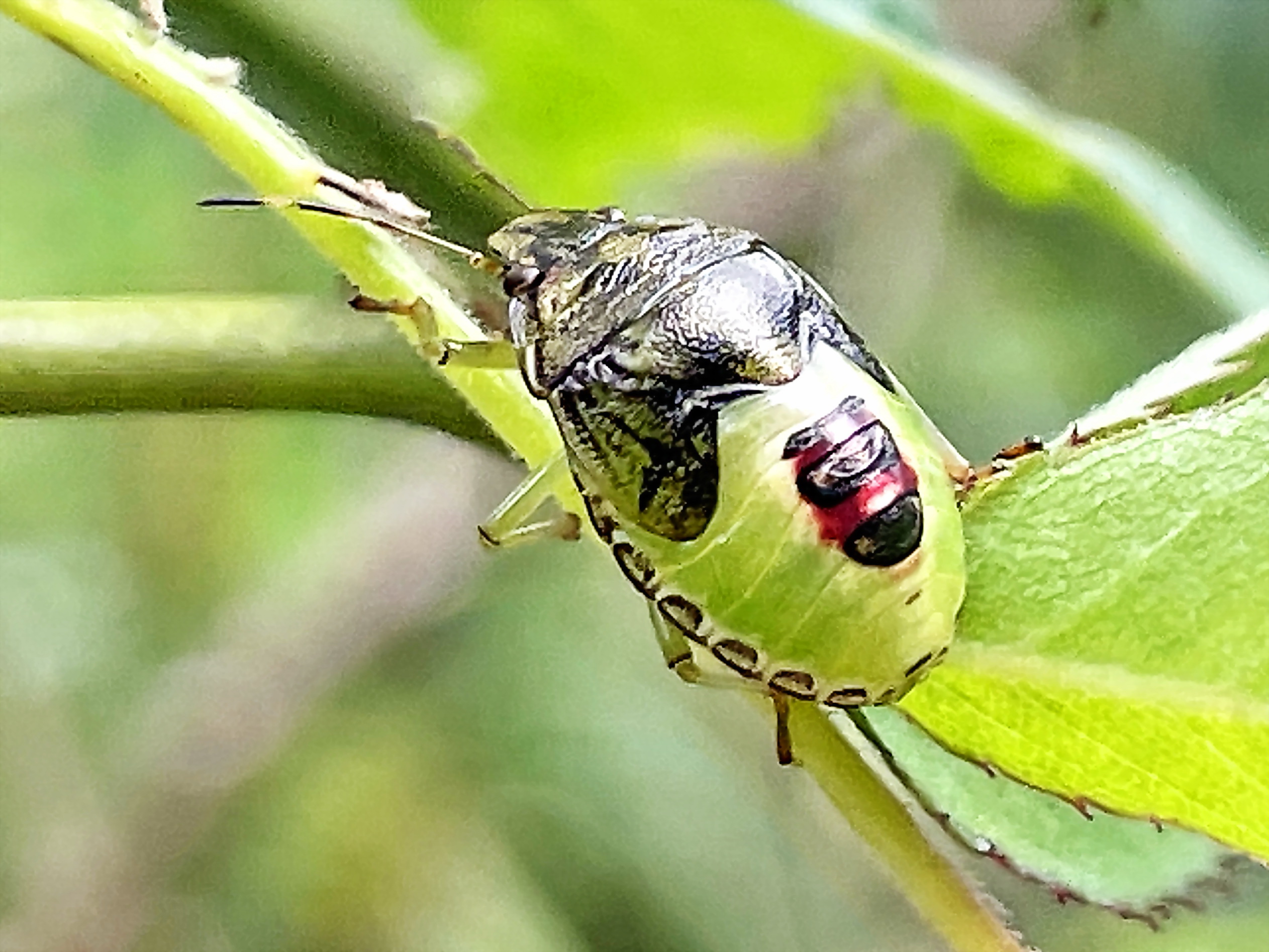エサキモンキツノカメムシ 江崎紋黄角亀虫 カメムシ目 ツノカメムシ科