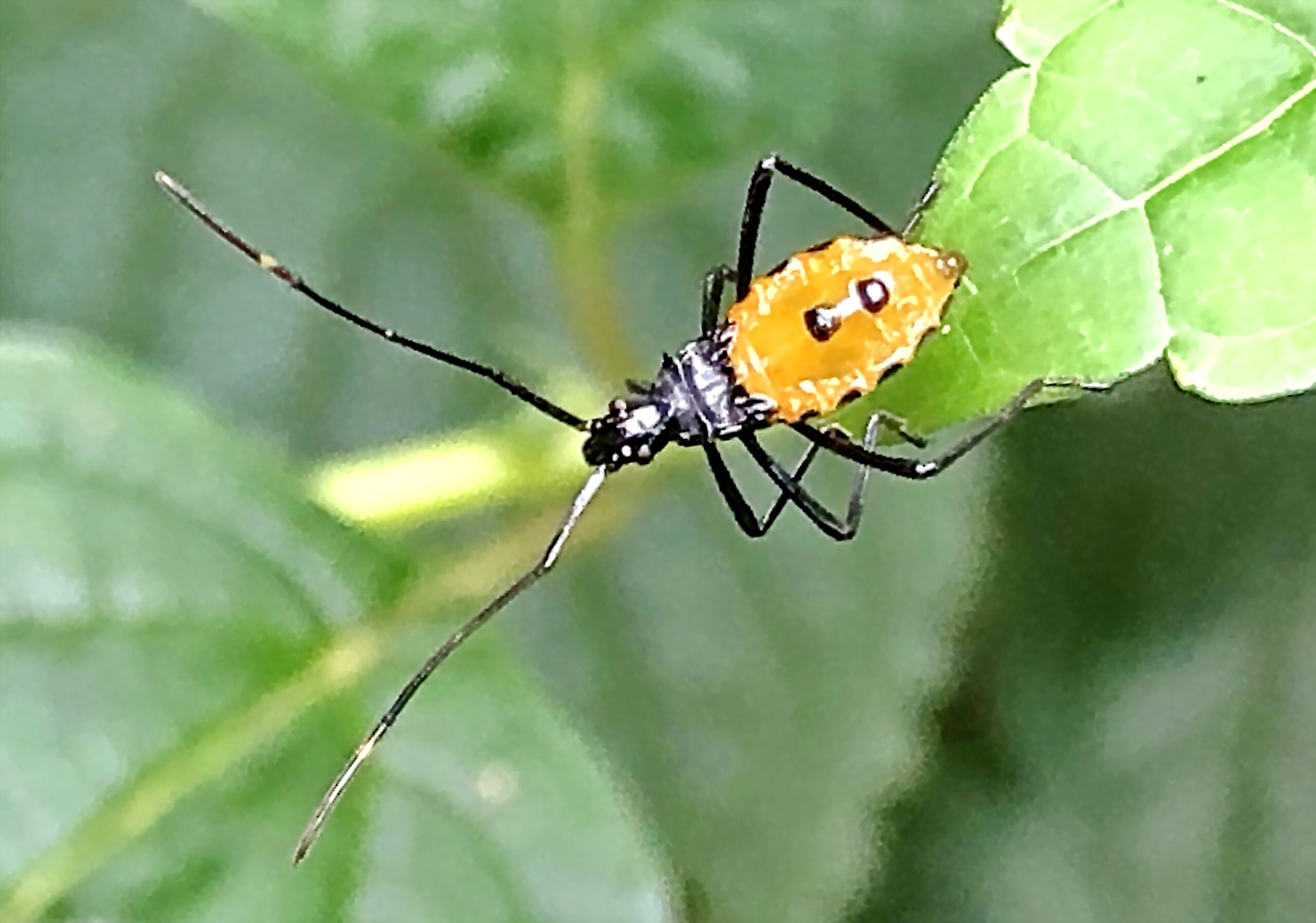 ミナミトゲヘリカメムシ 南棘縁亀虫 カメムシ目 ヘリカメムシ科