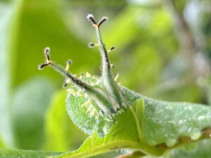 アカボシゴマダラの幼虫