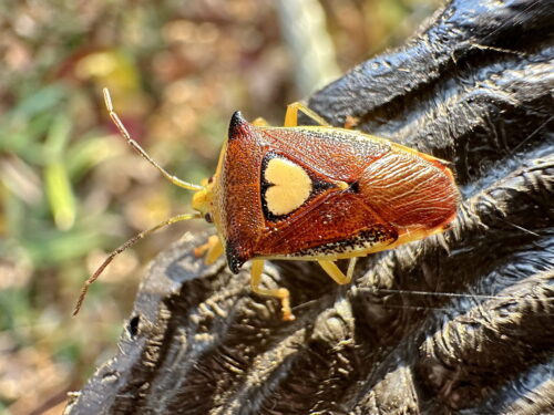 エサキモンキツノカメムシ