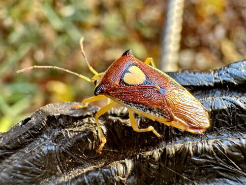 エサキモンキツノカメムシ