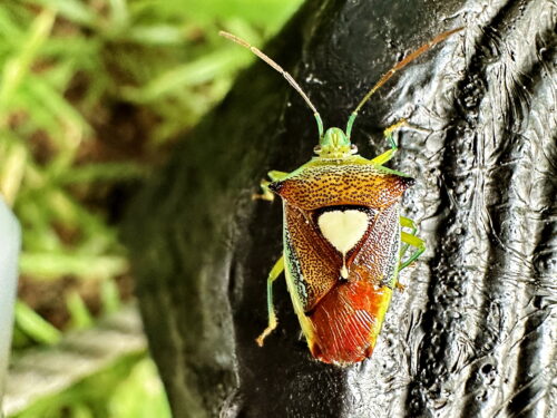 エサキモンキツノカメムシ