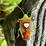 エサキモンキツノカメムシ