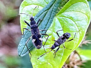 オオモンシロナガカメムシの成虫と幼虫