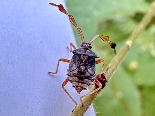 ハリカメムシの５齢幼虫