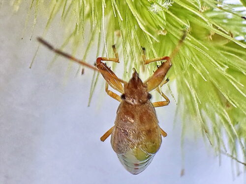 ヒゲナガカメムシ幼虫
