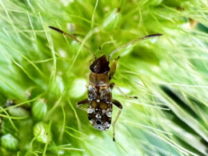 ヨツボシヒョウタンナガカメムシの中齢幼虫