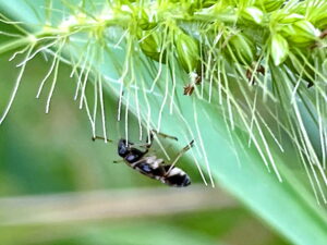 ヨツボシヒョウタンナガカメムシの幼虫