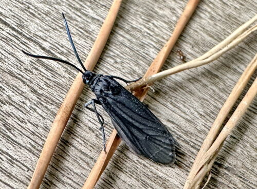 タケノホソクロバ♀