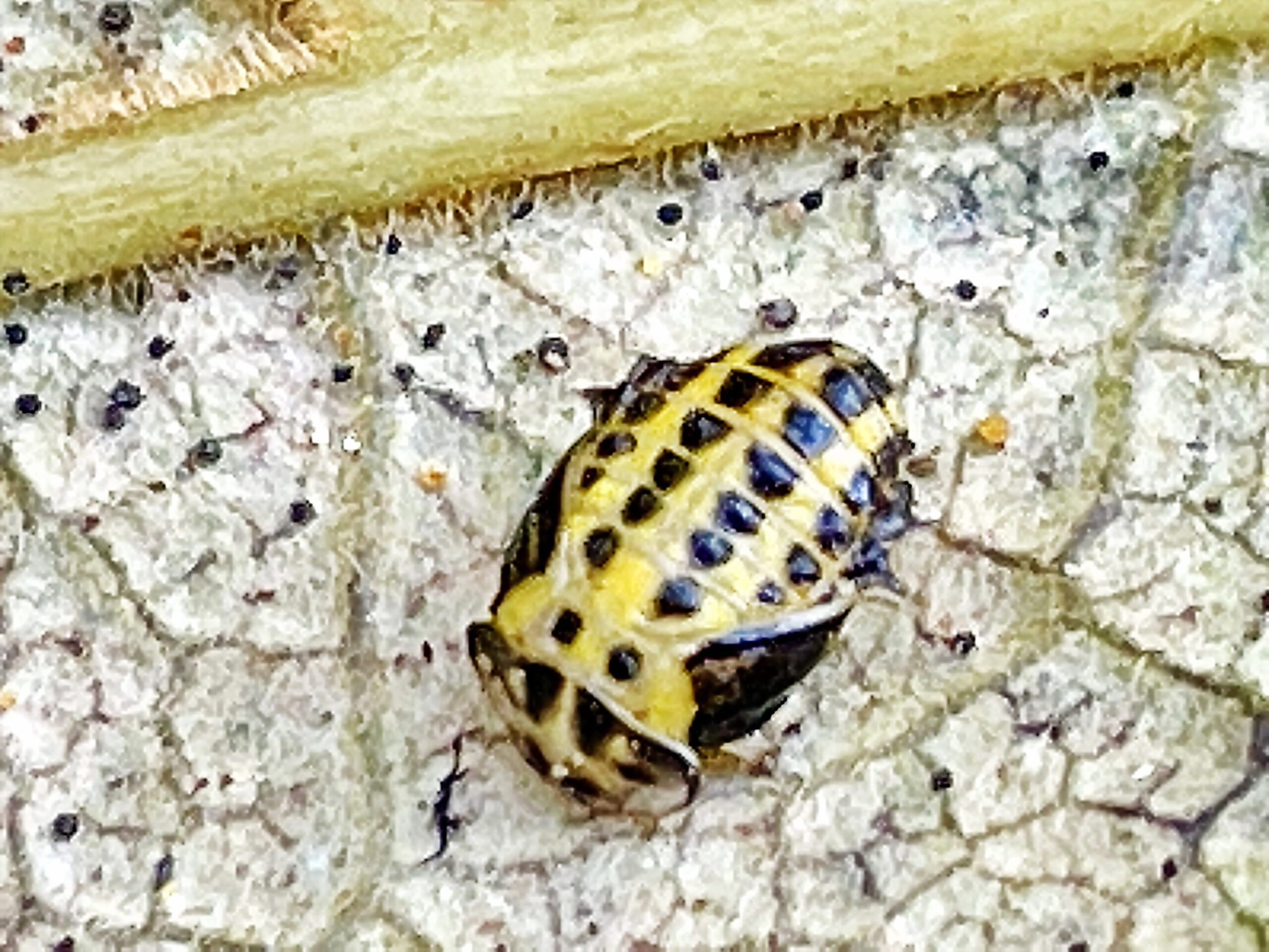 キイロテントウ 黄色天道虫 甲虫目 テントウムシ科 完全変態 羽化