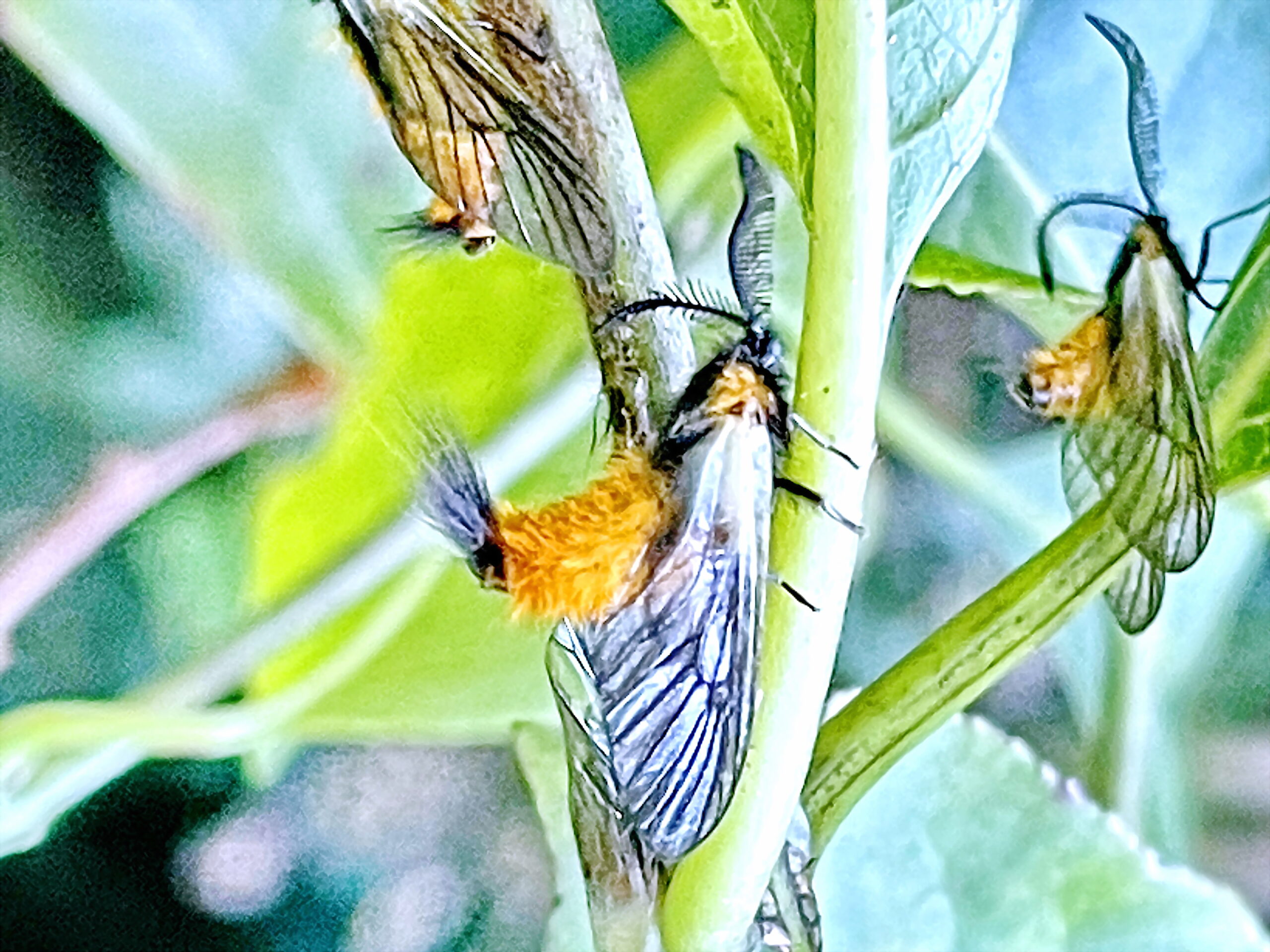 ミノウスバ 蓑薄翅 チョウ目 マダラガ科