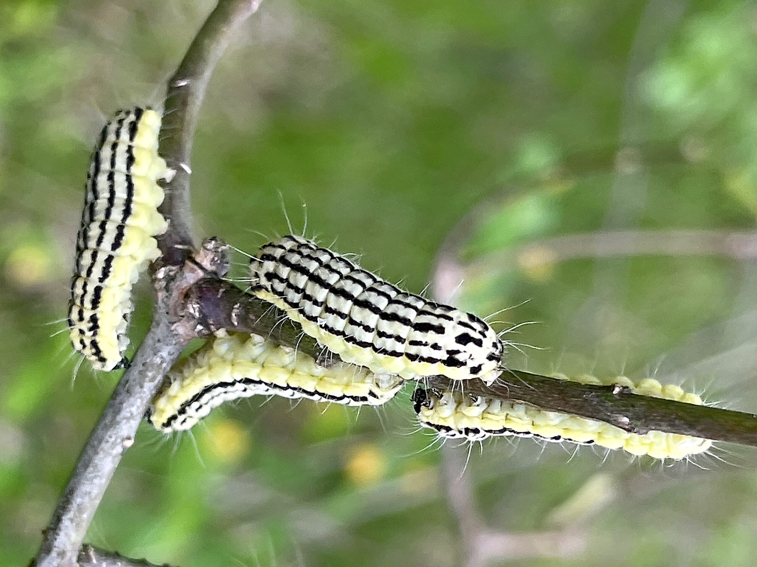 ミノウスバ 蓑薄翅 チョウ目 マダラガ科