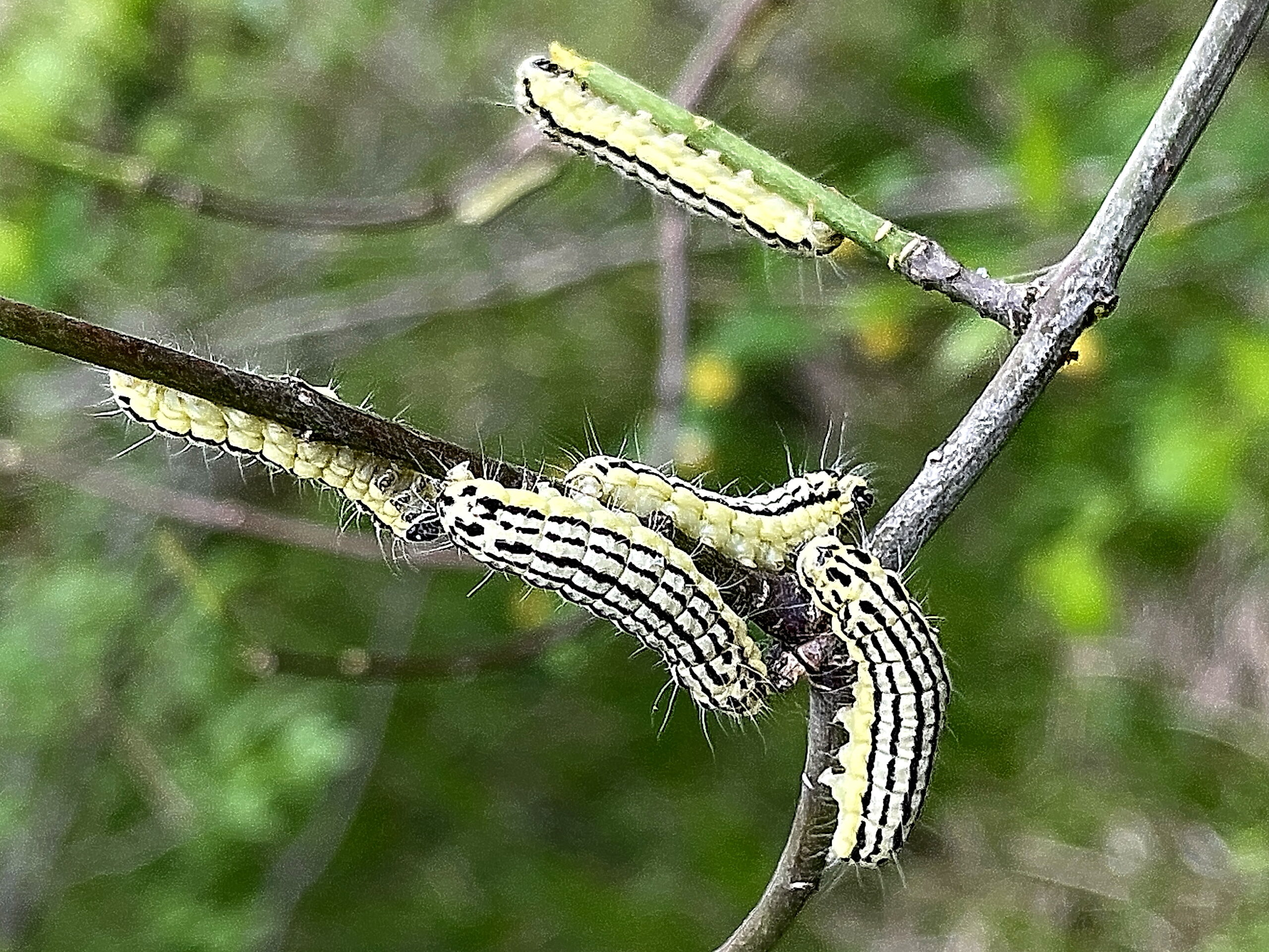 ミノウスバ 蓑薄翅 チョウ目 マダラガ科