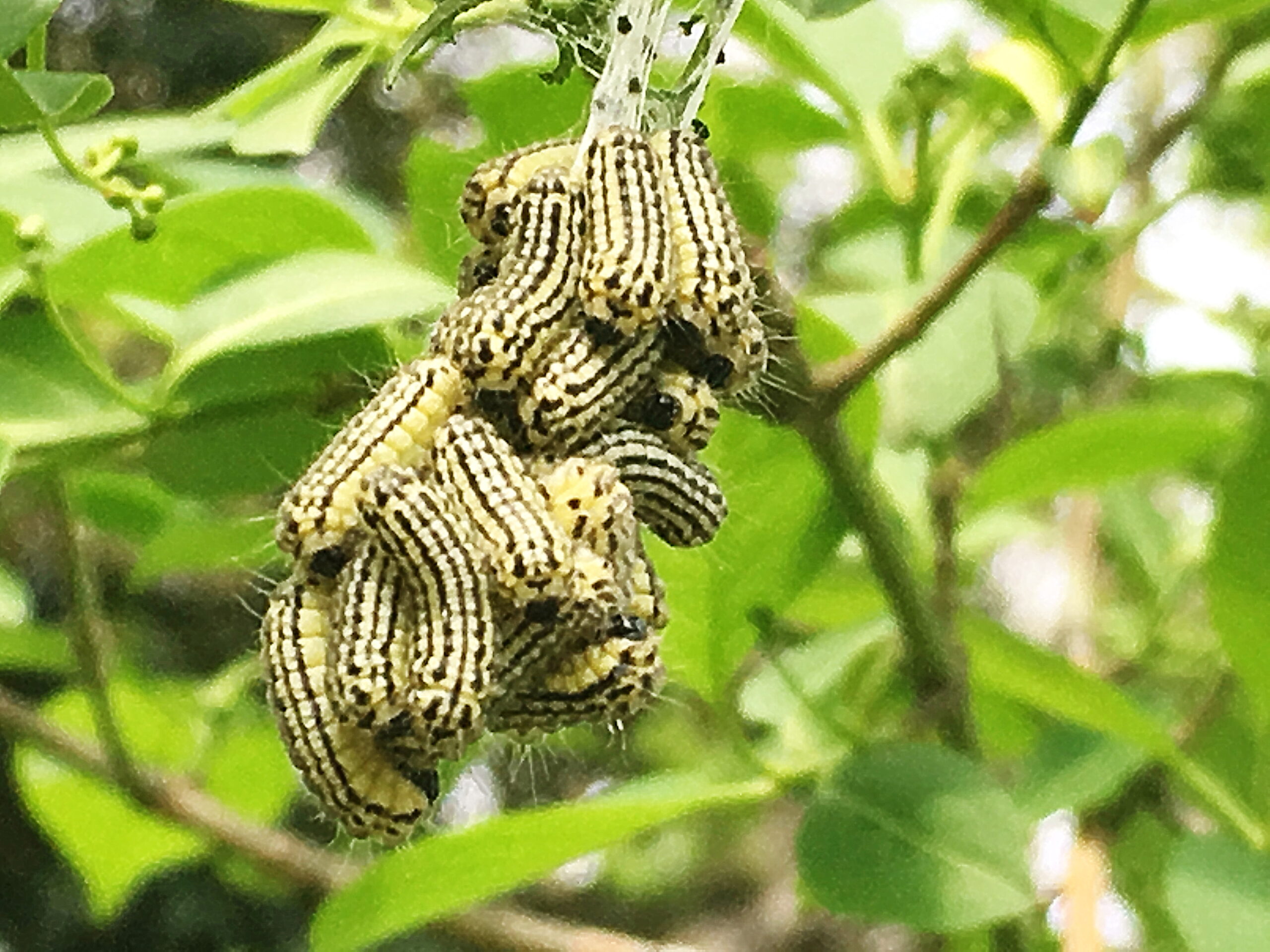 ミノウスバ 蓑薄翅 チョウ目 マダラガ科