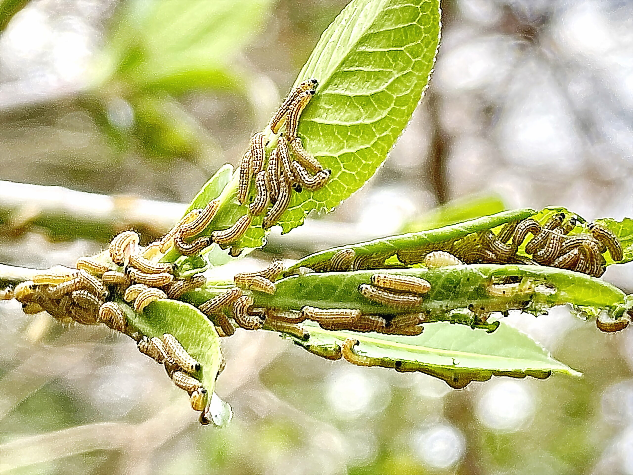 ミノウスバ 蓑薄翅 チョウ目 マダラガ科