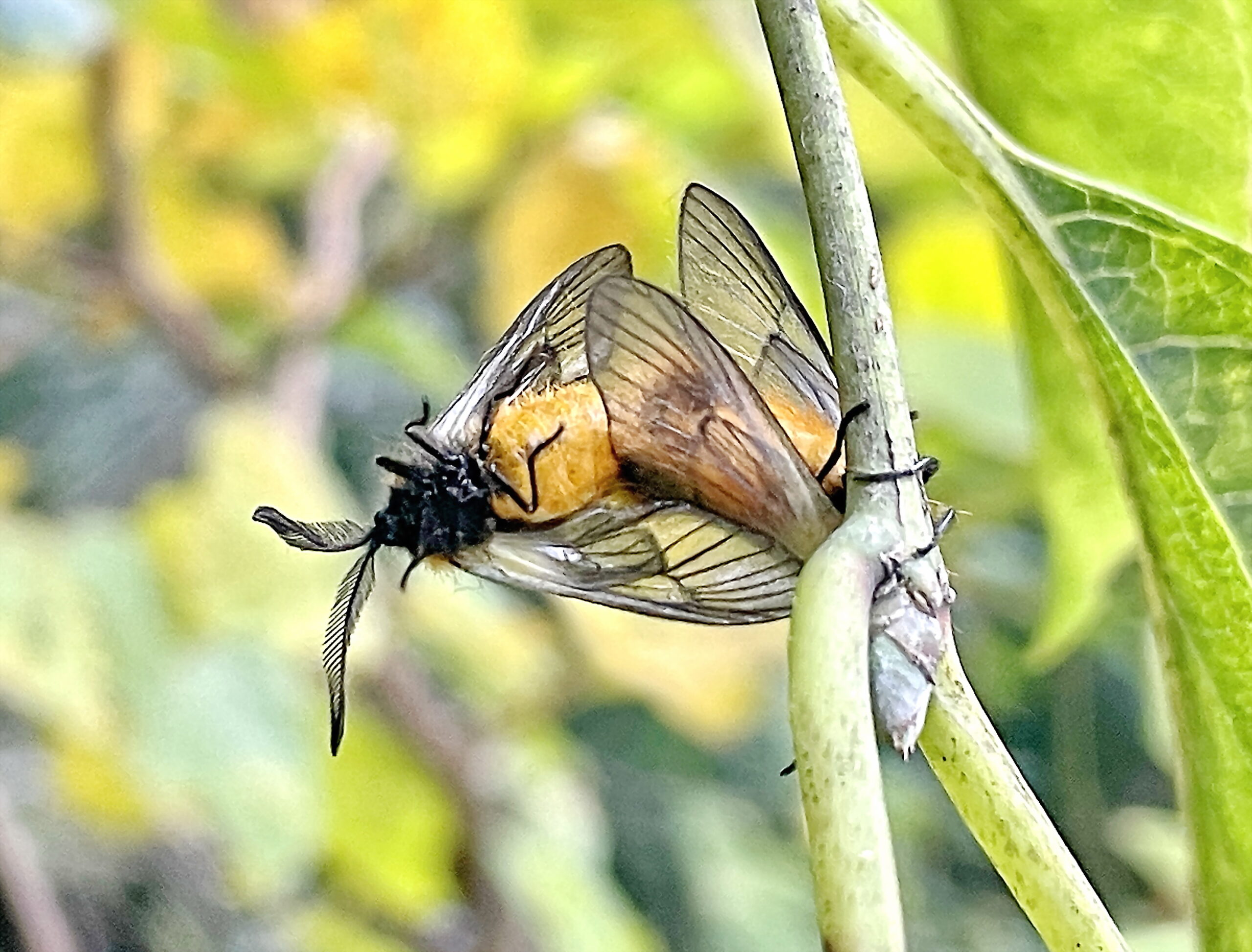 ミノウスバ 蓑薄翅 チョウ目 マダラガ科