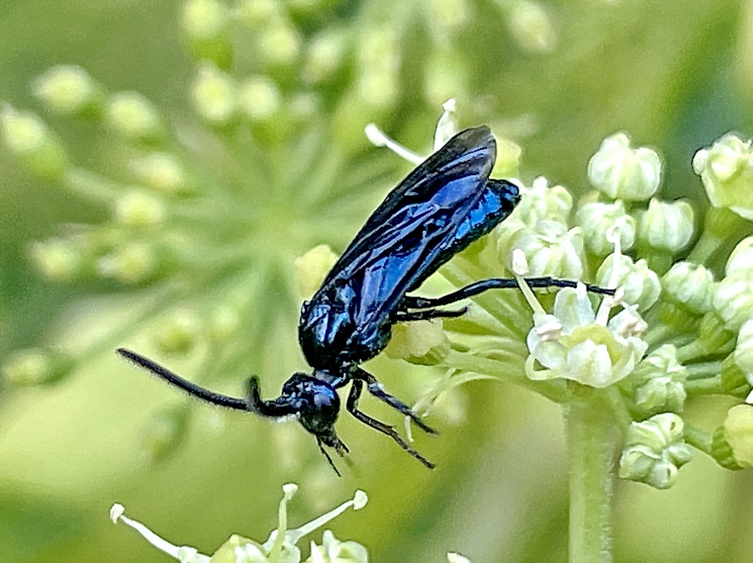 ミフシハバチ科 ルリチュウレンジ 瑠璃鐫花娘子蜂 奥行き1mの果樹園 ミフシハバチ科 ルリチュウレンジ 瑠璃鐫花娘子蜂 奥行き1mの果樹園